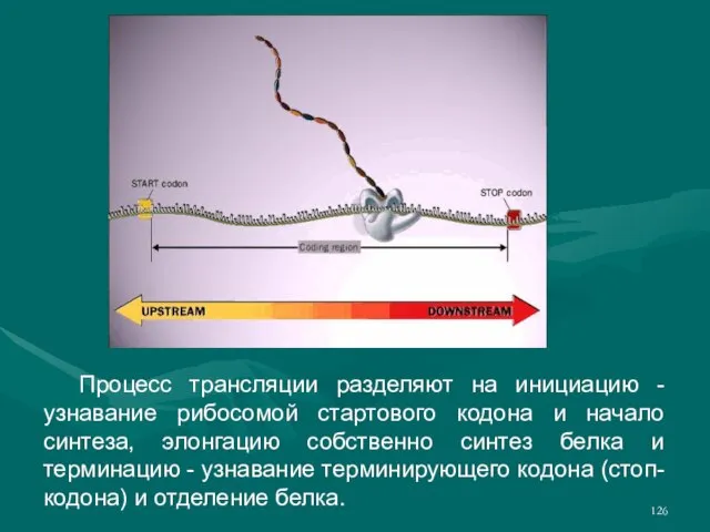 Процесс трансляции разделяют на инициацию - узнавание рибосомой стартового кодона и начало