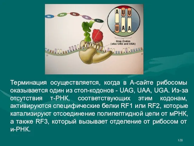 Терминация осуществляется, когда в А-сайте рибосомы оказывается один из стоп-кодонов - UAG,