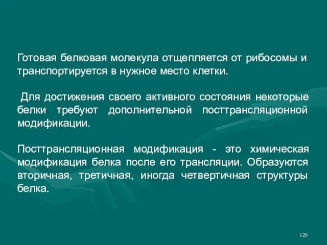 Готовая белковая молекула отщепляется от рибосомы и транспортируется в нужное место клетки.