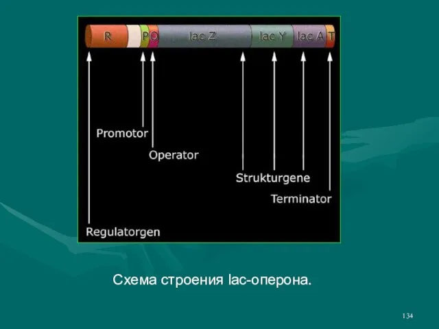 Схема строения lac-оперона.