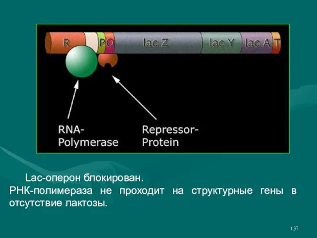 Lac-оперон блокирован. РНК-полимераза не проходит на структурные гены в отсутствие лактозы.