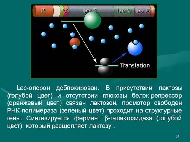Lac-оперон деблокирован. В присутствии лактозы (голубой цвет) и отсутствии глюкозы белок-репрессор (оранжевый