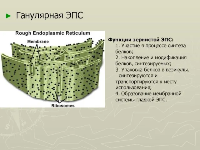 Ганулярная ЭПС Функции зернистой ЭПС: 1. Участие в процессе синтеза белков; 2.