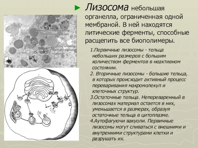 Лизосома небольшая органелла, ограниченная одной мембраной. В ней находятся литические ферменты, способные