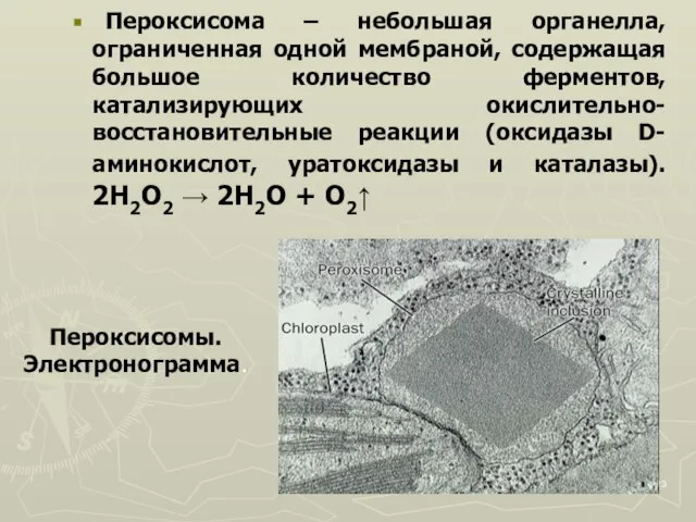 Пероксисома – небольшая органелла, ограниченная одной мембраной, содержащая большое количество ферментов, катализирующих