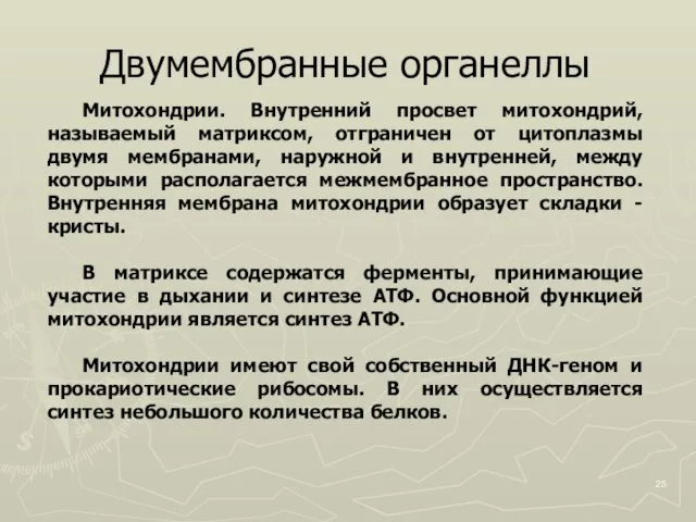 Двумембранные органеллы Митохондрии. Внутренний просвет митохондрий, называемый матриксом, отграничен от цитоплазмы двумя