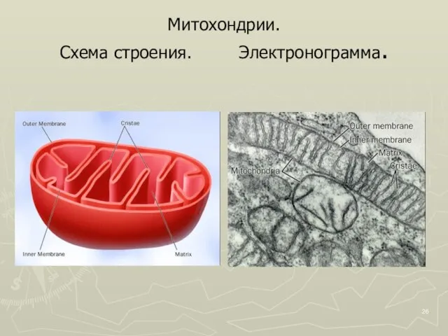 Митохондрии. Схема строения. Электронограмма.