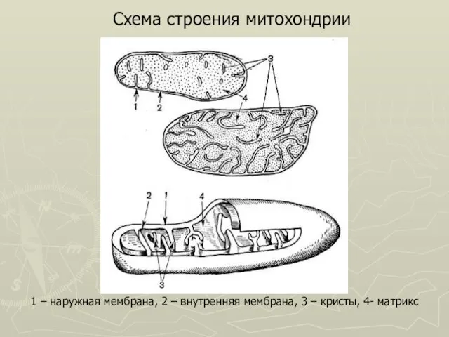 1 – наружная мембрана, 2 – внутренняя мембрана, 3 – кристы, 4- матрикс Схема строения митохондрии