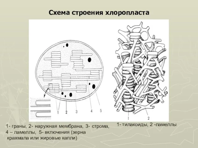 Схема строения хлоропласта 1- граны, 2- наружная мембрана, 3- строма, 4 –