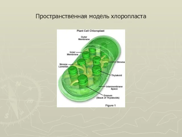 Пространственная модель хлоропласта