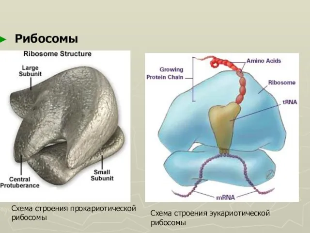 Рибосомы Схема строения прокариотической рибосомы Схема строения эукариотической рибосомы