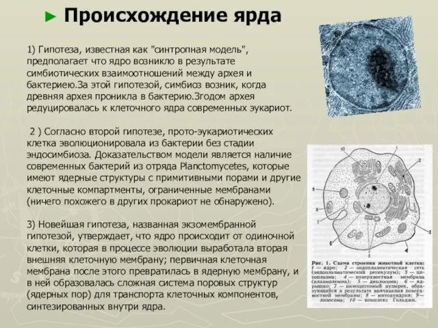 1) Гипотеза, известная как "синтропная модель", предполагает что ядро ​​возникло в результате