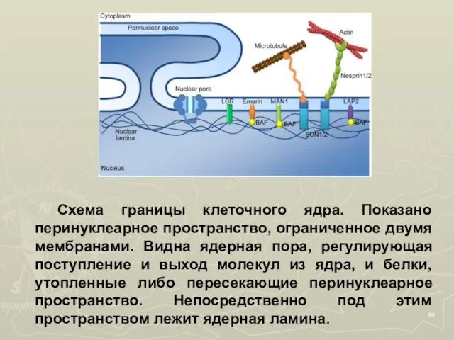 Схема границы клеточного ядра. Показано перинуклеарное пространство, ограниченное двумя мембранами. Видна ядерная