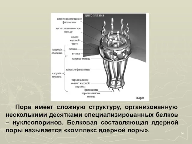 Пора имеет сложную структуру, организованную несколькими десятками специализированных белков – нуклеопоринов. Белковая