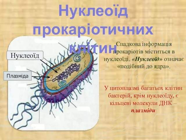 Нуклеоїд прокаріотичних клітин Спадкова інформація прокаріотів міститься в нуклеоїді. «Нуклеоїд» означає «подібний