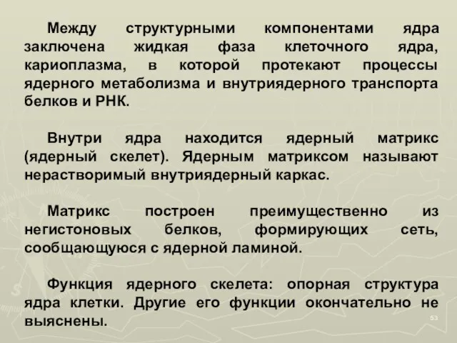 Между структурными компонентами ядра заключена жидкая фаза клеточного ядра, кариоплазма, в которой