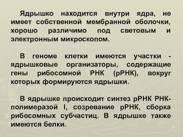 Ядрышко находится внутри ядра, не имеет собственной мембранной оболочки, хорошо различимо под