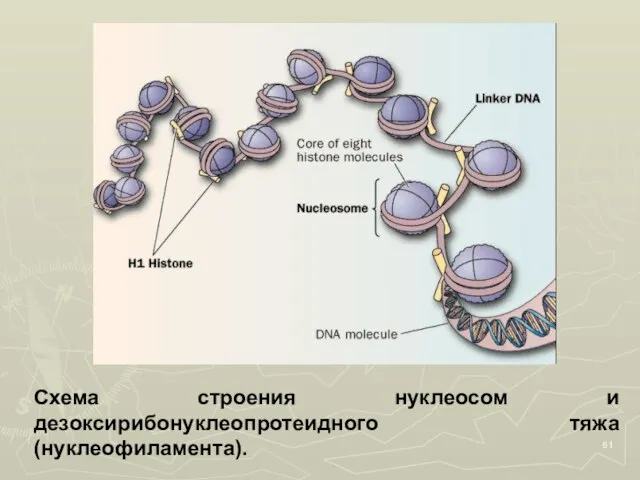 Схема строения нуклеосом и дезоксирибонуклеопротеидного тяжа (нуклеофиламента).