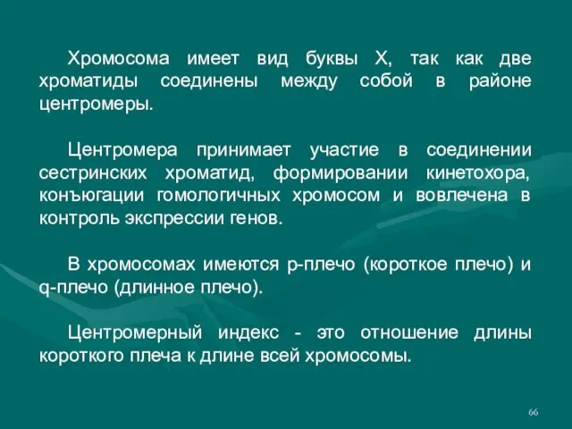 Хромосома имеет вид буквы X, так как две хроматиды соединены между собой