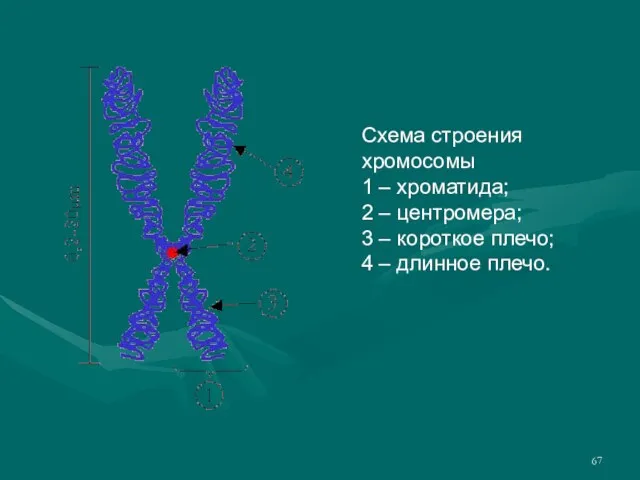 Схема строения хромосомы 1 – хроматида; 2 – центромера; 3 – короткое