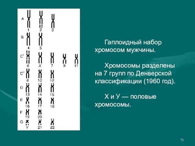 Гаплоидный набор хромосом мужчины. Хромосомы разделены на 7 групп по Денверской классификации