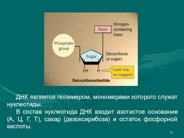 ДНК является полимером, мономерами которого служат нуклеотиды. В состав нуклеотида ДНК входит