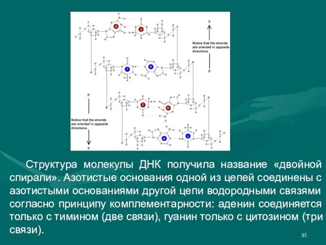 Структура молекулы ДНК получила название «двойной спирали». Азотистые основания одной из цепей