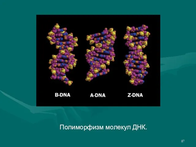 Полиморфизм молекул ДНК.