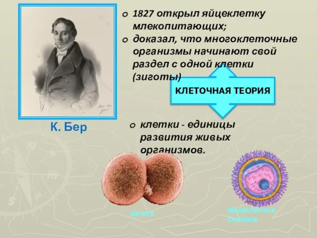 КЛЕТОЧНАЯ ТЕОРИЯ К. Бер 1827 открыл яйцеклетку млекопитающих; доказал, что многоклеточные организмы