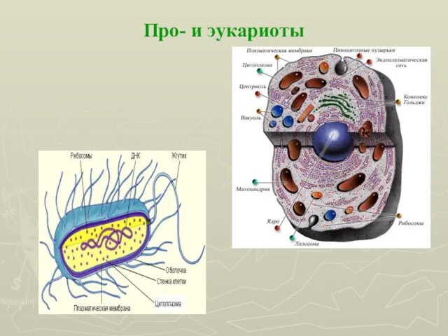 Про- и эукариоты