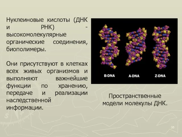 Нуклеиновые кислоты (ДНК и РНК) - высокомолекулярные органические соединения, биополимеры. Они присутствуют