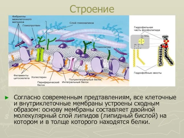 Строение Согласно современным предтавлениям, все клеточные и внутриклеточные мембраны устроены сходным образом: