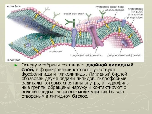 Основу мембраны составляет двойной липидный слой, в формировании которого участвуют фосфолипиды и