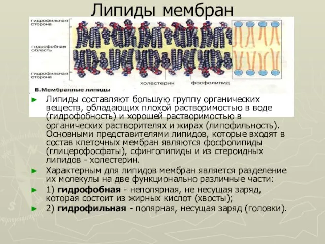 Липиды мембран Липиды составляют большую группу органических веществ, обладающих плохой растворимостью в