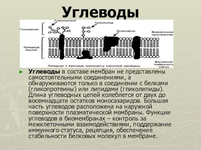 Углеводы Углеводы в составе мембран не представлены самостоятельными соединениями, а обнаруживаются только