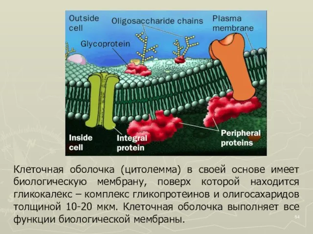 Клеточная оболочка (цитолемма) в своей основе имеет биологическую мембрану, поверх которой находится