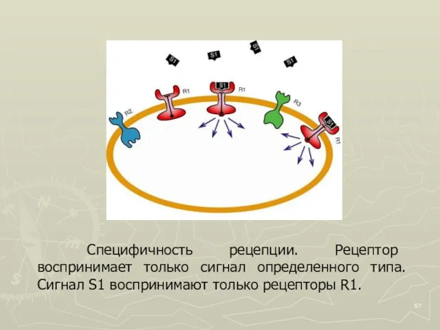 Специфичность рецепции. Рецептор воспринимает только сигнал определенного типа. Сигнал S1 воспринимают только рецепторы R1.