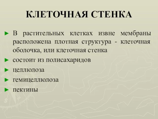 КЛЕТОЧНАЯ СТЕНКА В растительных клетках извне мембраны расположена плотная структура - клеточная