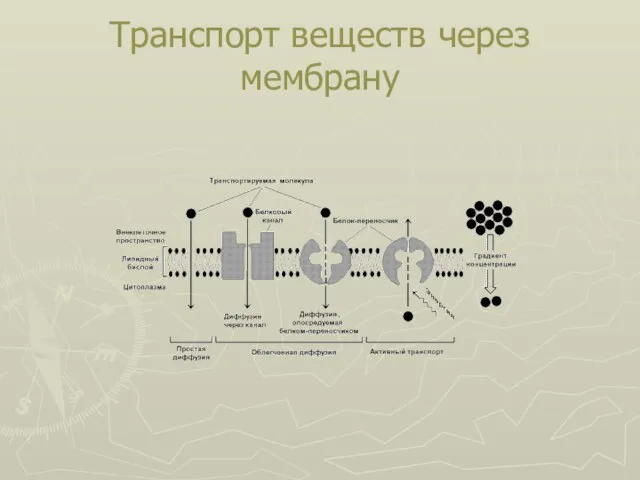 Транспорт веществ через мембрану