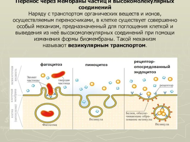 Перенос через мембраны частиц и высокомолекулярных соединений Наряду с транспортом органических веществ