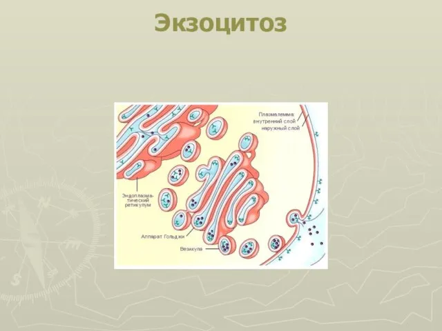 Экзоцитоз