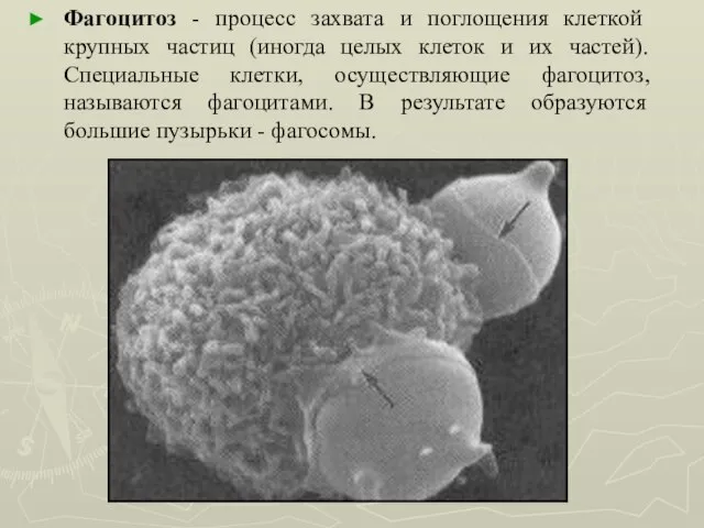 Фагоцитоз - процесс захвата и поглощения клеткой крупных частиц (иногда целых клеток