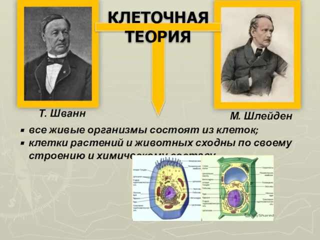 Т. Шванн М. Шлейден КЛЕТОЧНАЯ ТЕОРИЯ все живые организмы состоят из клеток;