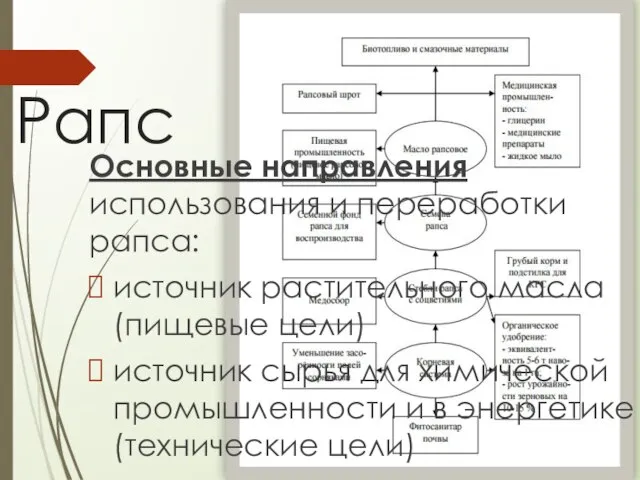 Рапс Основные направления использования и переработки рапса: источник растительного масла (пищевые цели)