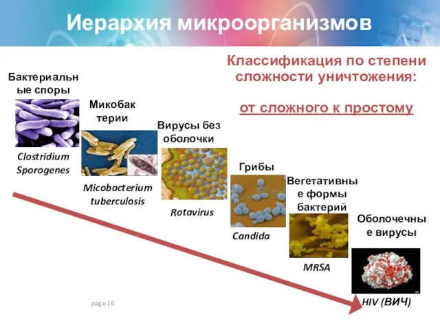 page Иерархия микроорганизмов Бактериальные споры Микобактерии Вирусы без оболочки Вегетативные формы бактерий