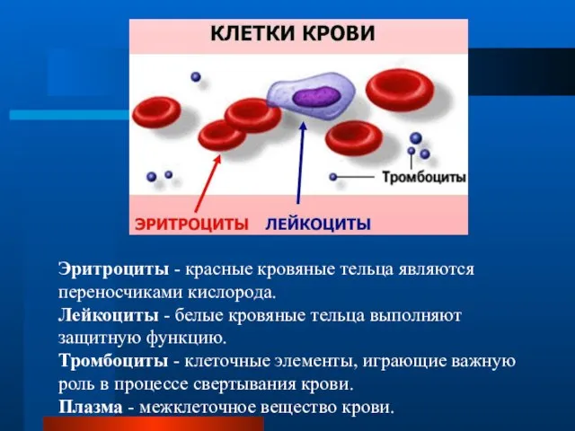 Эритроциты - красные кровяные тельца являются переносчиками кислорода. Лейкоциты - белые кровяные