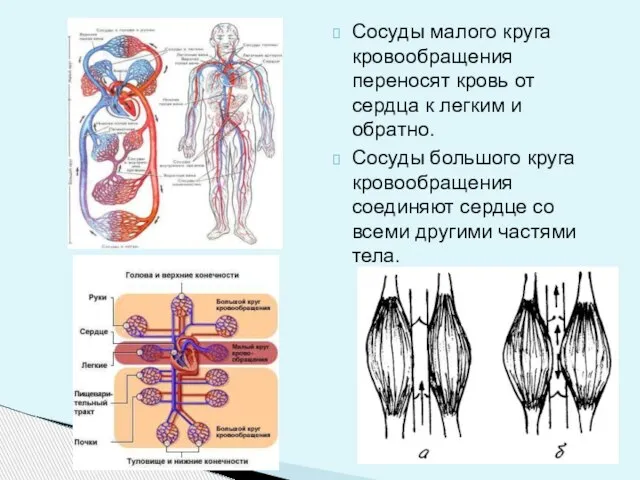 Сосуды малого круга кровообращения переносят кровь от сердца к легким и обратно.