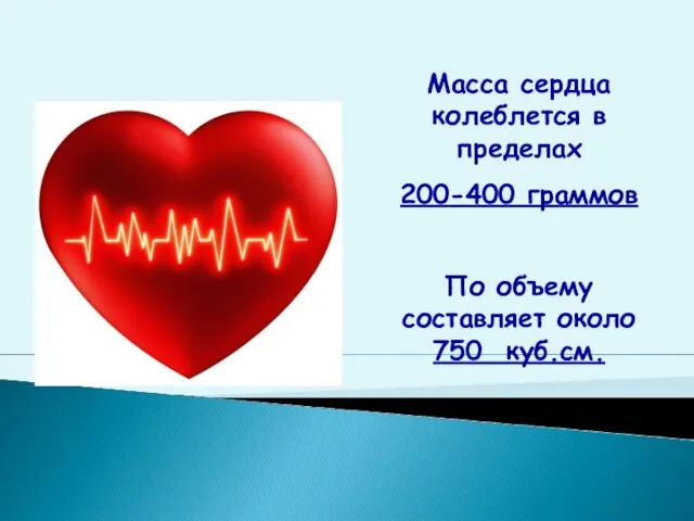 Масса сердца колеблется в пределах 200-400 граммов По объему составляет около 750 куб.см.