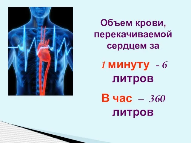 Объем крови, перекачиваемой сердцем за 1 минуту - 6 литров В час – 360 литров