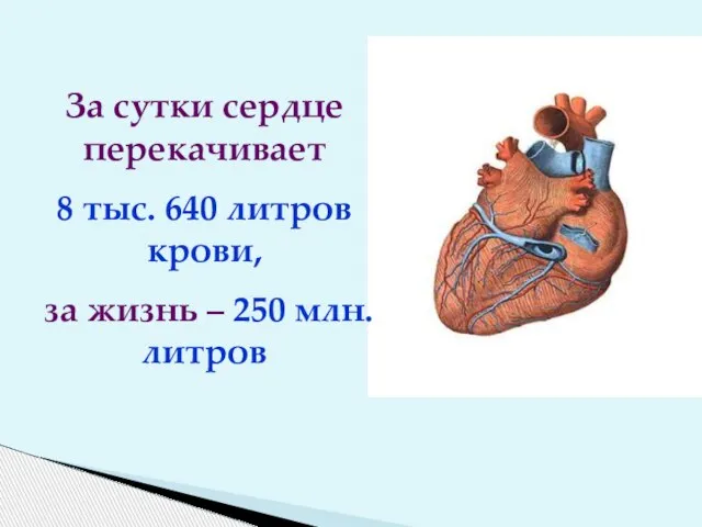 За сутки сердце перекачивает 8 тыс. 640 литров крови, за жизнь – 250 млн. литров